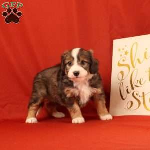 Percy, Mini Bernedoodle Puppy